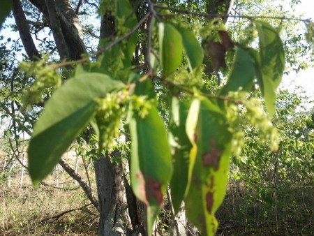 Florada pé de caxão MV